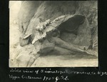 074-03: Triceratops Fossil by George Fryer Sternberg 1883-1969