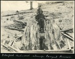 080-01: Petrified Redwood Stump by George Fryer Sternberg 1883-1969