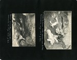 088-00: Sternberg Album Page 88 by George Fryer Sternberg 1883-1969