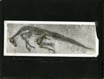 004-00: Trachodon Edmontosaurus Fossil by George Fryer Sternberg 1883-1969