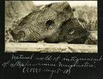 008-02: Natural Mold of the Integument of Stephanosaurus Marginatus by George Fryer Sternberg 1883-1969