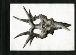 021-00: Styracosaurus Skull by George Fryer Sternberg 1883-1969