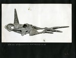 022-00: Side View of a Styracosaurus Skull by George Fryer Sternberg 1883-1969
