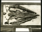 023-02: Tylosaurus Skull Fossil by George Fryer Sternberg 1883-1969