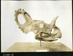 025-01: Side View of a Styracosaurus Skull by George Fryer Sternberg 1883-1969