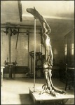 032-03: Limb of Gorgosaurus by George Fryer Sternberg 1883-1969
