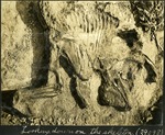 034-02: Trachodon Skeleton by George Fryer Sternberg 1883-1969