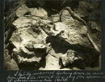 036-02: Exposed Skeleton of a Chasmosaurus Belli by George Fryer Sternberg 1883-1969