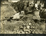 036-03: Side View of a Chasmosaurus Belli Skeleton by George Fryer Sternberg 1883-1969