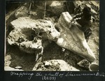 037-01: Wrapping the Fossil Skull of Chasmosaurus Belli by George Fryer Sternberg 1883-1969