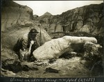 037-02: Applying Plaster to Fossil Skull of Chasmosaurus Belli by George Fryer Sternberg 1883-1969