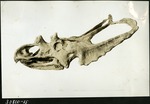 039-02: Chasamosaurus Skull by George Fryer Sternberg 1883-1969