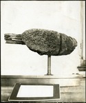 039-05: Unidentified Fossil by George Fryer Sternberg 1883-1969
