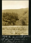 067-05: Spruce Trees by George Fryer Sternberg 1883-1969