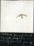 074-01: Marsh Hawk in Flight
