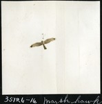 074-02: Marsh Hawk by George Fryer Sternberg 1883-1969