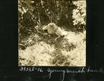 074-03: Young Marsh Hawk by George Fryer Sternberg 1883-1969