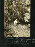 074-04: Young Marsh Hawk by George Fryer Sternberg 1883-1969