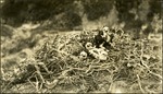 088-01: Babies in a Hawks Nest by George Fryer Sternberg 1883-1969