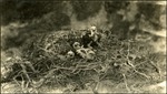 088-04: Baby Hawks in their Nest