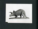 006-00: Model of a Triceratops - Gilmore's Models by George Fryer Sternberg 1883-1969