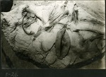 008-03: 5-21 Fossils Embedded in Rock by George Fryer Sternberg 1883-1969