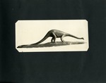 011-00: Model of a Diplodocus - Gilmore's Models by George Fryer Sternberg 1883-1969