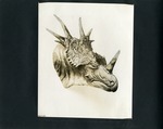 012-00: Model of a Styracosaurus Albertensis Head - Gilmore's Models by George Fryer Sternberg 1883-1969