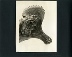 014-00: Model of a Corythosaurus Casuarius Head Gilmore's Models by George Fryer Sternberg 1883-1969