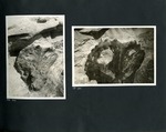 023-00: Two Black and White Photographs of a Ceratopsian Dinosaur Skull by George Fryer Sternberg 1883-1969