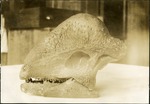 025-02: Fossil of a Dome Headed Dinosaur Skull by George Fryer Sternberg 1883-1969