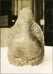025-03: Front Facing Fossil of a Dome Headed Dinosaur Skull by George Fryer Sternberg 1883-1969