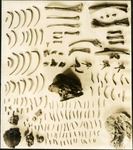 026-01: Variety of Fossil Bones by George Fryer Sternberg 1883-1969