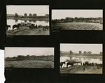 027-00: Four Black and White Photographs by George Fryer Sternberg 1883-1969