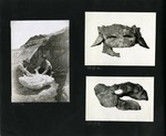 032-00: Three Black and White Photographs by George Fryer Sternberg 1883-1969