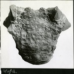 033-01: N of A Fossil with Markings by George Fryer Sternberg 1883-1969
