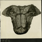 033-02: N of A Fossil by George Fryer Sternberg 1883-1969