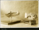 033-03: 35-22 Fossils on Display by George Fryer Sternberg 1883-1969