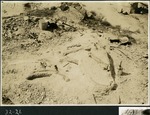 036-01: 32-21 Mound of Exposed Bone Before Jacketing by George Fryer Sternberg 1883-1969