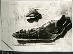 047-02: 48-21 Display of Two Fossils by George Fryer Sternberg 1883-1969