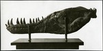 050-01: Tyrannosaurus Rex Lower Jaw Bone by George Fryer Sternberg 1883-1969