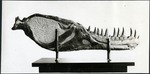 050-02: Tyrannosaurus Rex Lower Jaw Bone Interior by George Fryer Sternberg 1883-1969
