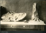 062-03: 34-22 Triceratops Bones on Display by George Fryer Sternberg 1883-1969