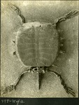 064-01: 498- N of A. Turtle Fossil with Shell by George Fryer Sternberg 1883-1969
