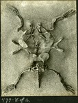 064-02: 499- N of A. Turtle Fossil without Shell by George Fryer Sternberg 1883-1969