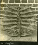 065-01: 501- N of A. Turtle Shell Fossil by George Fryer Sternberg 1883-1969