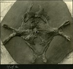 065-02: N of A. Fossil Mounted for Display by George Fryer Sternberg 1883-1969