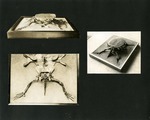 066-00: Three Black and White Photographs by George Fryer Sternberg 1883-1969