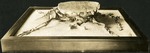 066-01: Turtle Fossil Side View by George Fryer Sternberg 1883-1969