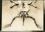 066-02: Turtle Fossil Partially Assembled by George Fryer Sternberg 1883-1969